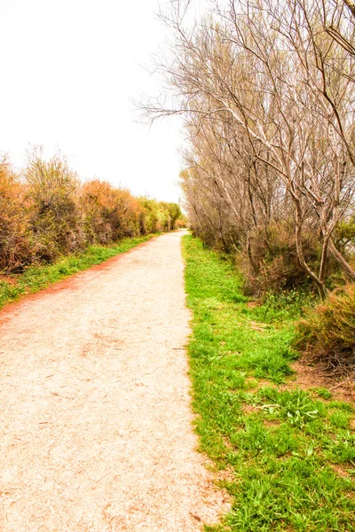 Path Vegetation Cloudy Day Santa Pola Spain — Stock Photo, Image