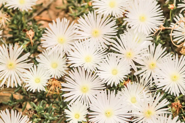 Lindas Flores Brancas Mesembryanthemum Crystallinum Sob Sol Primavera — Fotografia de Stock