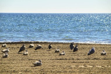 Kışın bulutlu bir gününde kumsalda martılar.