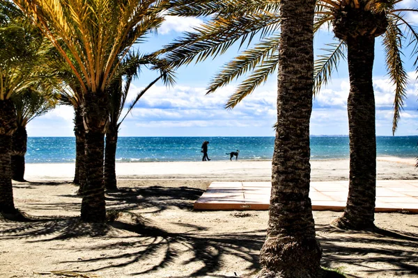Palmen Oase Strand Santa Pola Südspanien Einem Bewölkten Frühlingstag — Stockfoto