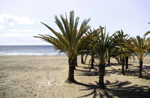 Oasis Palmiers Sur Plage Dans Village Santa Pola Dans Sud — Photo