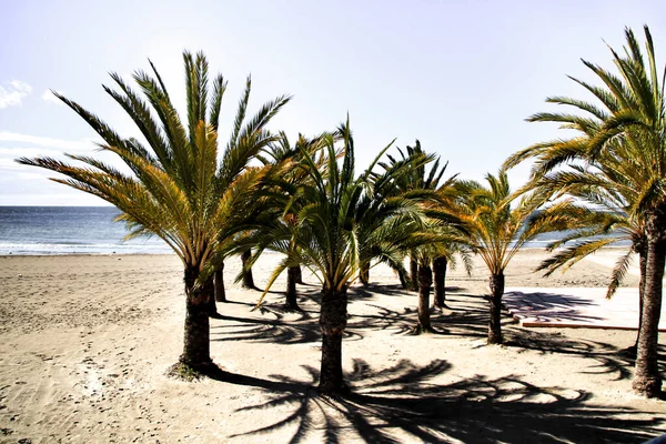 Пальмы Пляже Деревне Санта Пола Юге Испании Пасмурный Весенний День — стоковое фото
