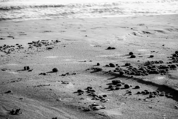 Suchý Oceánský Posidonia Mořské Řasy Koule Pláži Písek Textury Slunečného — Stock fotografie