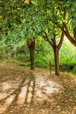 Chelva, Valencia, İspanya 'daki Tuejar nehri kıyısında yeşil bir manzara.