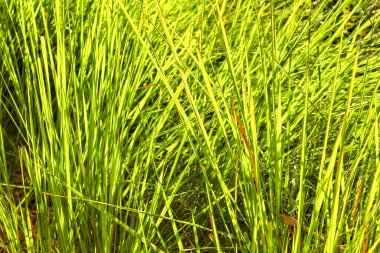 İspanya 'da yeşil yaprakların dokusu