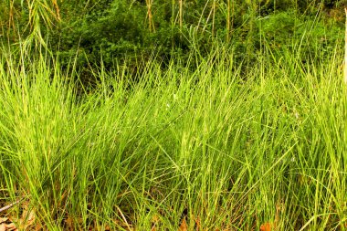 Chelva, Valencia, İspanya 'daki ormandaki güzel ve taze yeşil yaprak dokusu.