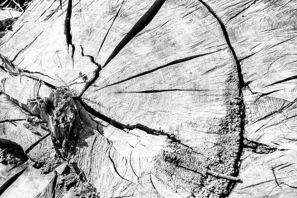 Tekstura Pnia Drzewa Lesie Hiszpanii — Zdjęcie stockowe