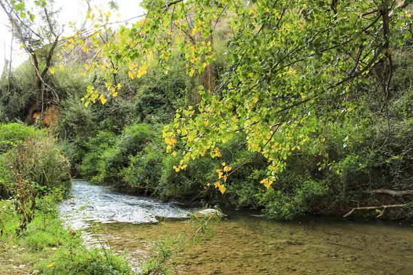 Bosque Foliáceo Junto Río Chelva Valencia España —  Fotos de Stock