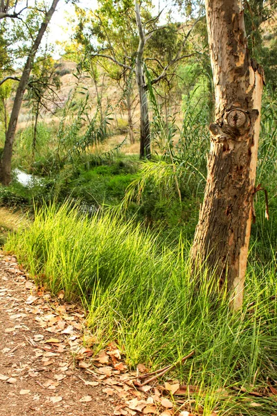 Krásná Zelená Krajina Chelvě Valencie Španělsko — Stock fotografie