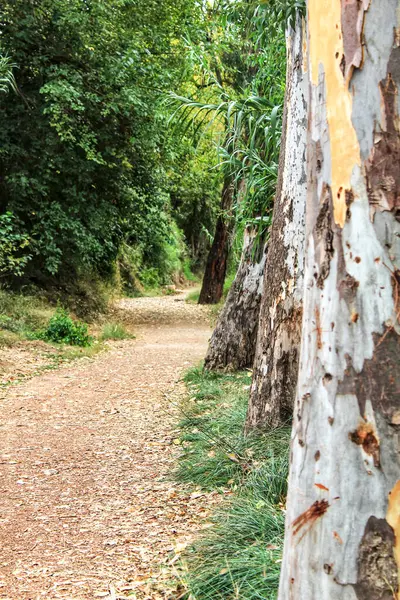Cesta Která Vede Listnatého Lesa Španělské Chelvě — Stock fotografie