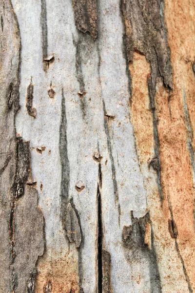 Kolorowe Tekstury Pnia Drzewa Lesie Hiszpanii — Zdjęcie stockowe