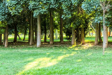 Valencia, İspanya 'da yapraklı ormandaki yeşil ağaçlar