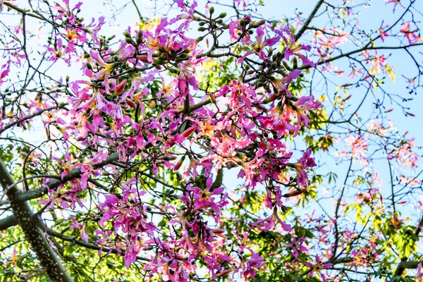 Colorful Beautiful Ceiba Speciosa Flowers Garden — Stock Photo, Image