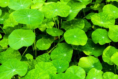 Renkli ve güzel yeşil tropeolum majus bahçede
