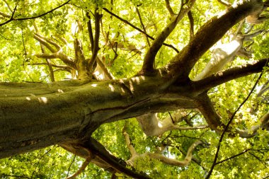 İspanya 'da güneşin altındaki bahçede görkemli ağaçlar