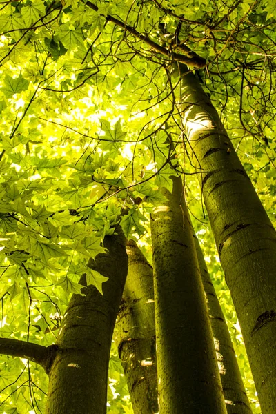 Majestic Trees Garden Sun Spain — Stockfoto