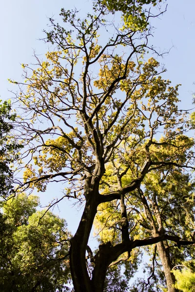 Majestosas Árvores Jardim Sob Sol Espanha — Fotografia de Stock