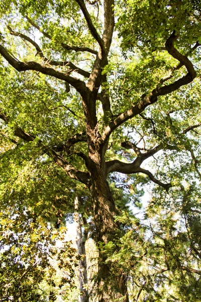 Majestic Trees Garden Sun Spain — Stockfoto