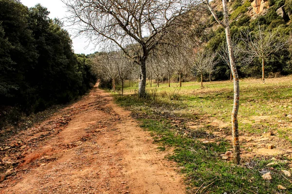 Mountain Landscape Path Green Vegetation Spring Castilla Mancha Spain — Stock Photo, Image