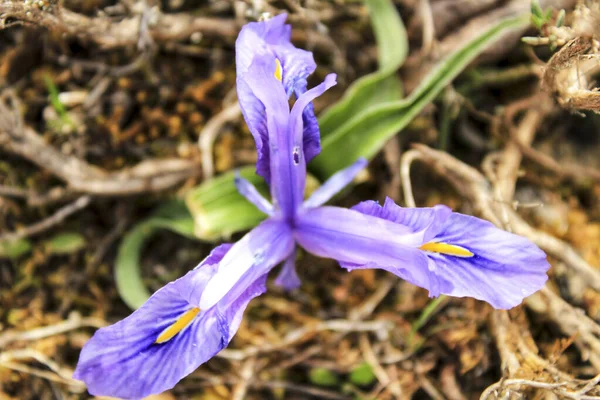 スペインの山で紫色のひげそりのアイリスの花 — ストック写真