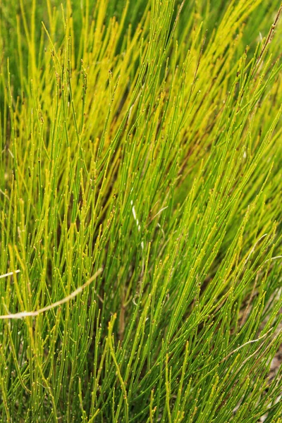 Equisetum Arvense Textura Vegetal Montanha Espanha — Fotografia de Stock