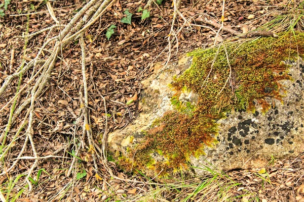 Kolorowa Faktura Mchu Szarym Kamieniu Otoczona Liśćmi Alcaraz — Zdjęcie stockowe