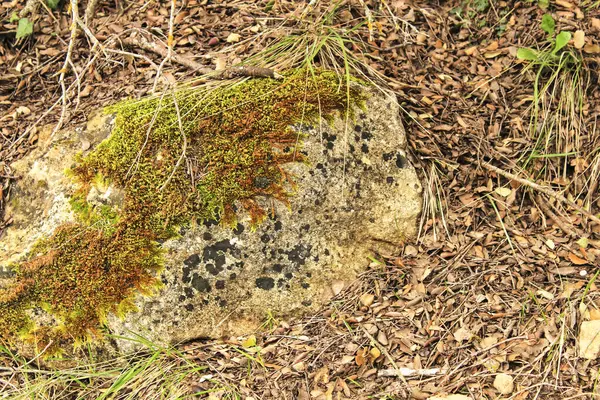 Alcarazの灰色の石の苔のカラフルなテクスチャ — ストック写真
