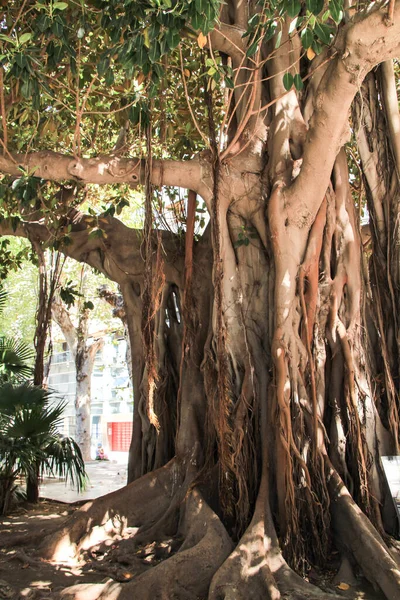 Árvores Borracha Colossais Bonitas Envelhecidas Praça Gabriel Miro Alicante Espanha — Fotografia de Stock