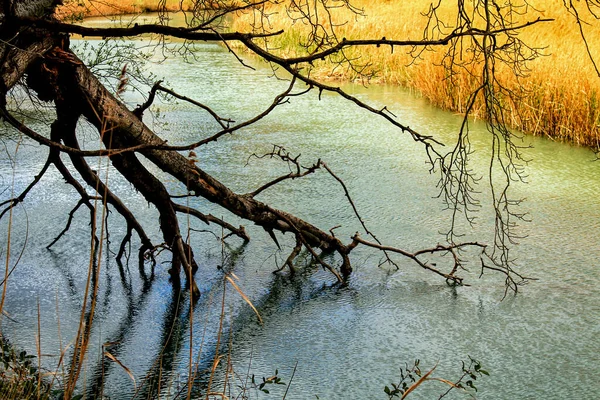 Дерево Корнями Воде Отражениями Реке Кабриэль Кастилии Манча Испания — стоковое фото