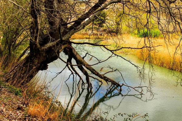 Дерево Корнями Воде Отражениями Реке Кабриэль Кастилии Манча Испания — стоковое фото