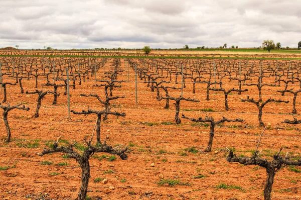 Landscape Vineyards Red Land Gray Sky Castilla Mancha Spain — Stock Photo, Image