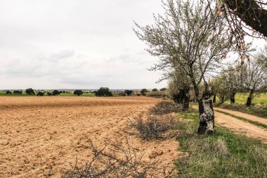 İspanya 'nın Kastilya-la Mancha bölgesinde yeşil çayır manzarası ve ağaçlarla dolu bir patika.