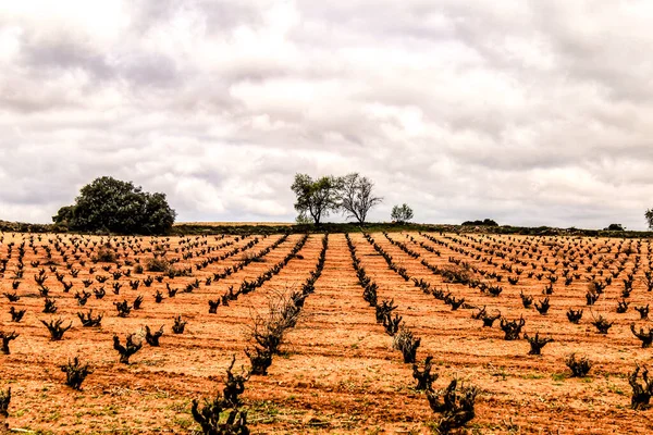 Landscape Vineyards Red Land Gray Sky Castilla Mancha Spain — Stock Photo, Image