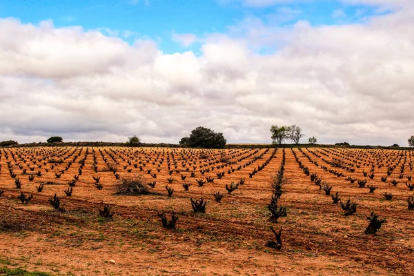 Landscape Vineyards Red Land Gray Sky Castilla Mancha Spain — Stock Photo, Image