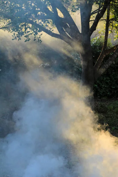 Kouř Vzniklý Spálením Zbytků Prořezávání Španělsku — Stock fotografie