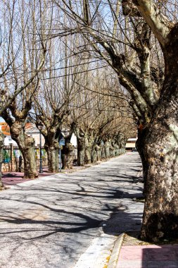 İspanya 'da güzel ve devasa ağaçlarla dolu bir cadde.