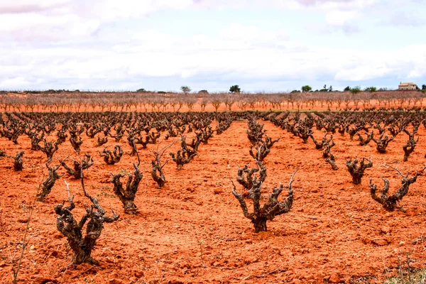 Landscape Vineyards Red Land Gray Sky Castilla Mancha Spain — Stock Photo, Image