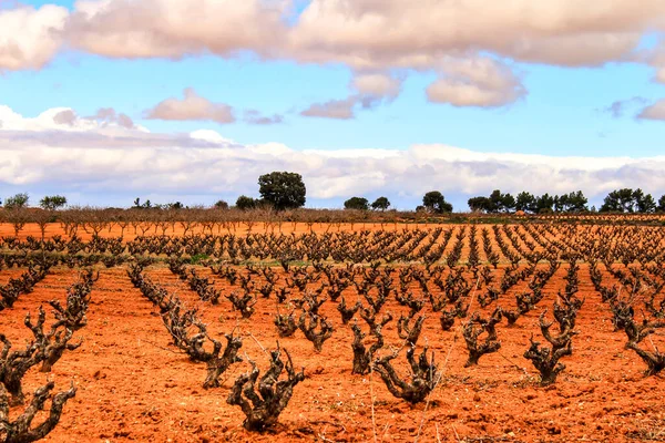 Landscape Vineyards Red Land Gray Sky Castilla Mancha Spain — Stock Photo, Image