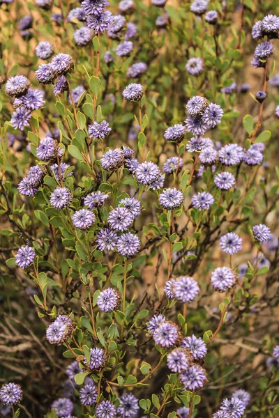 Globularia Cordifolia Viola Fiori Montagna Albacete Spagna — Foto Stock