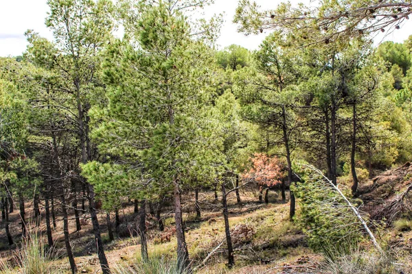 Барвистий Листя Сосновий Ліс Горі Навесні — стокове фото