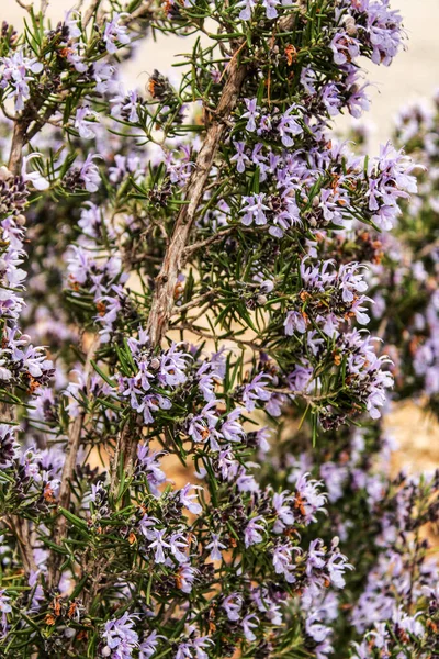 Rosmarinus Officinalis Pflanzt Frühling Garten — Stockfoto