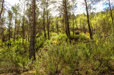İspanya 'nın Castilla La Mancha dağlarındaki çam ormanı.