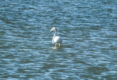 Yazın güneşli bir gününde Murcia eyaletinin San Pedro del Pinatar şehrinde güzel bir flamingo.