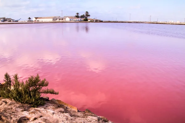 Beautiful Landscape Pink Salt Flats Saltworks San Pedro Del Pinatar — Stock Photo, Image