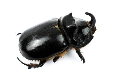 Beyaz arkaplanda güzel gergedan böceği makro resmi