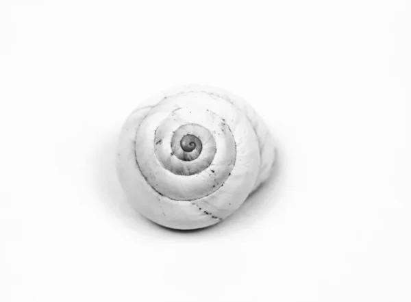 Macro Fotografía Caracol Blanco Sobre Fondo Blanco —  Fotos de Stock