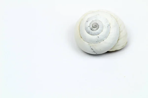 Fotografia Macro Concha Caracol Branco Fundo Branco — Fotografia de Stock