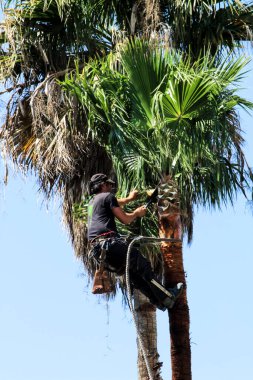 Elche, Alicante, İspanya - 10 Mayıs 2021: Güneşli bir sonbahar gününde palmiye ağacında tırmanan ve budama işleri yapan adam