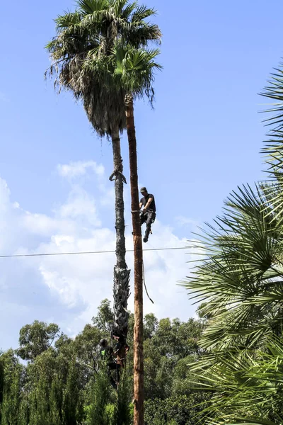 Elche Alicante Espanha Maio 2021 Homem Escalando Fazendo Trabalhos Poda — Fotografia de Stock