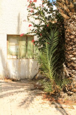 İspanya 'da bir pencerenin önünde palmiye ağacı ve begonviller